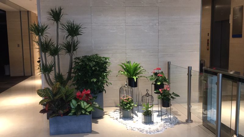 美波园林绿植租摆服务实景：售楼部营销中心