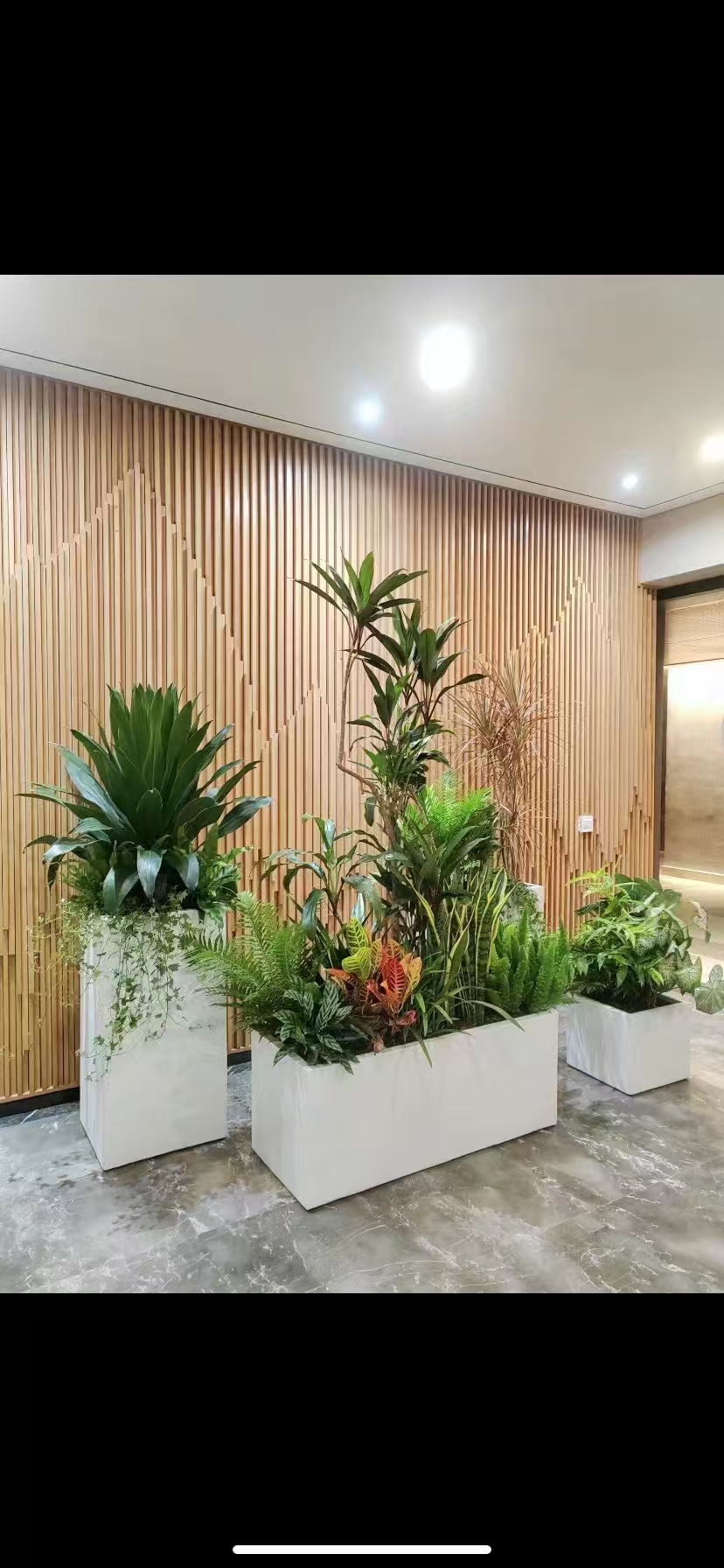 美波园林绿植租摆服务实景：酒店大堂绿植