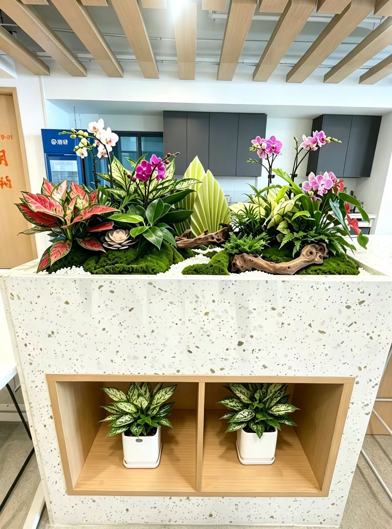 美波园林绿植租摆服务实景：门店绿植布置
