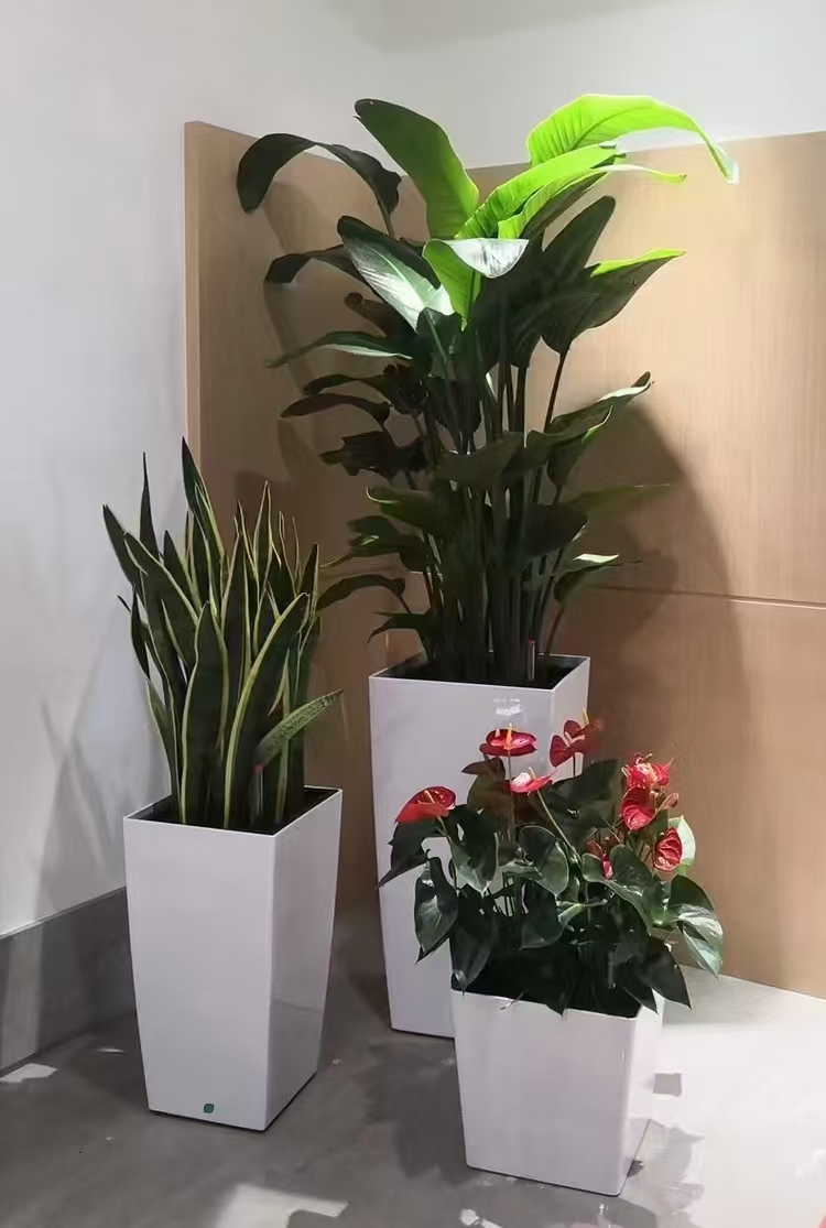 美波园林绿植租摆服务实景：公共区域绿植