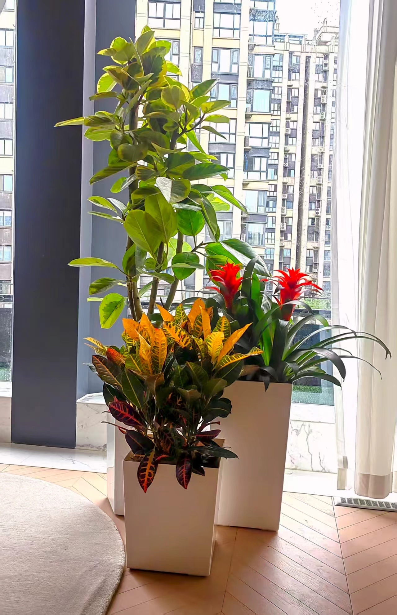 美波园林绿植租摆服务实景：营销中心绿植氛围布置